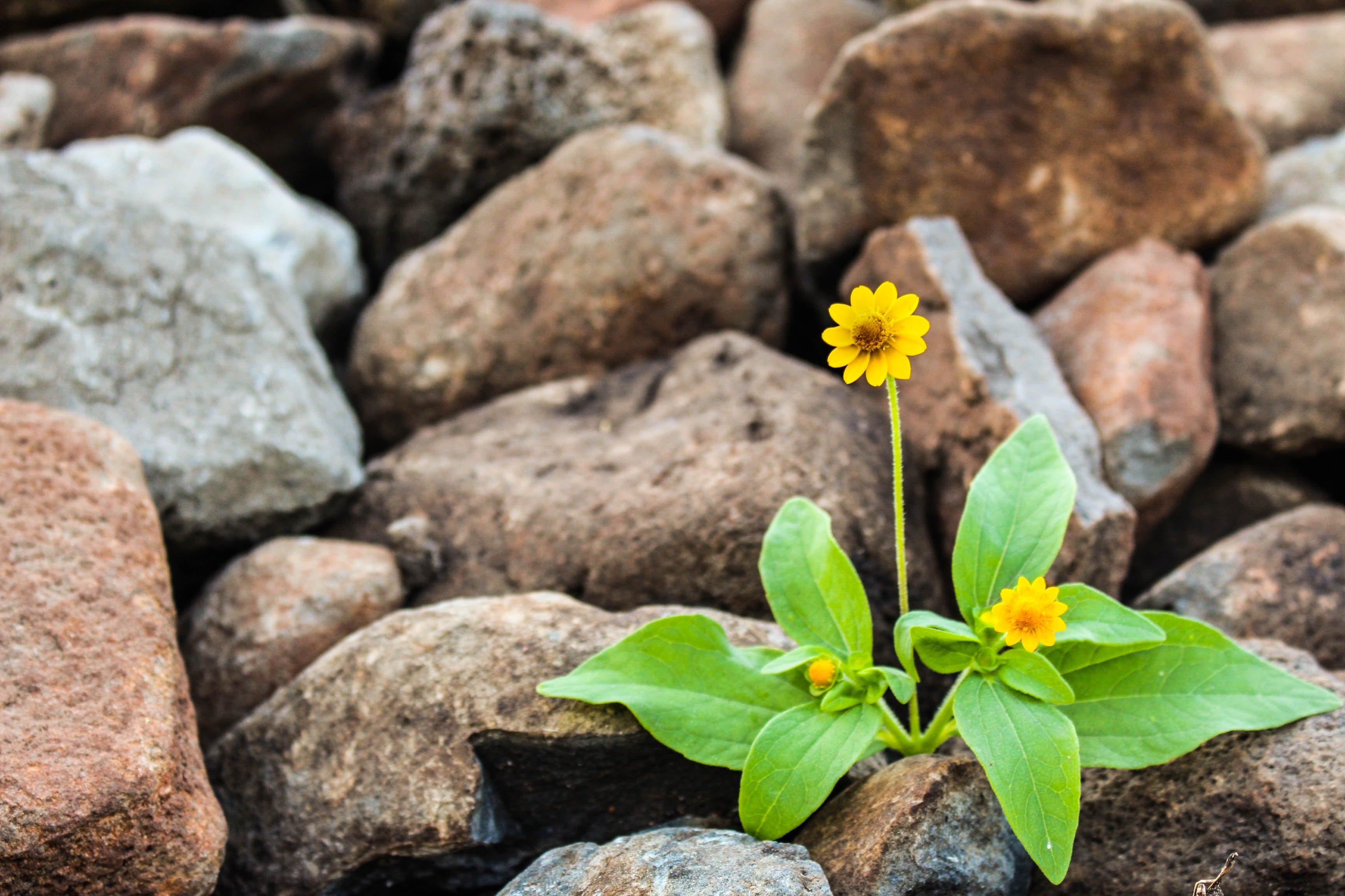flower in rocks