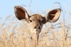 Large Ears Listening on Elhers Deer